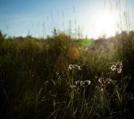 Hydrocortisone Cream 1% Foil Pacs