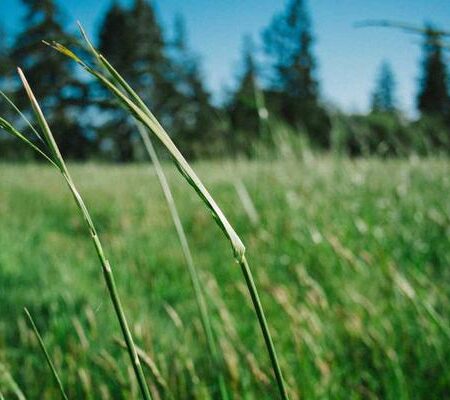 Benadryl Capsules (Parke-Devis)